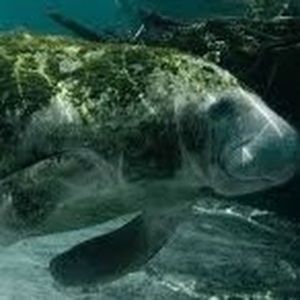 Meet your Posher, Abigail